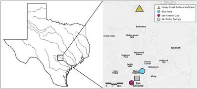 Evidence for rapid divergence of sensory systems between Texas populations of the Mexican tetra (Astyanax mexicanus)